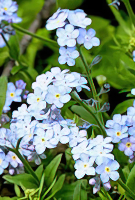 Wood Forget-me-not