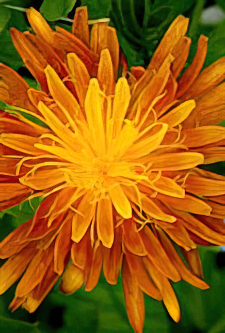 Golden Hawk’s Beard