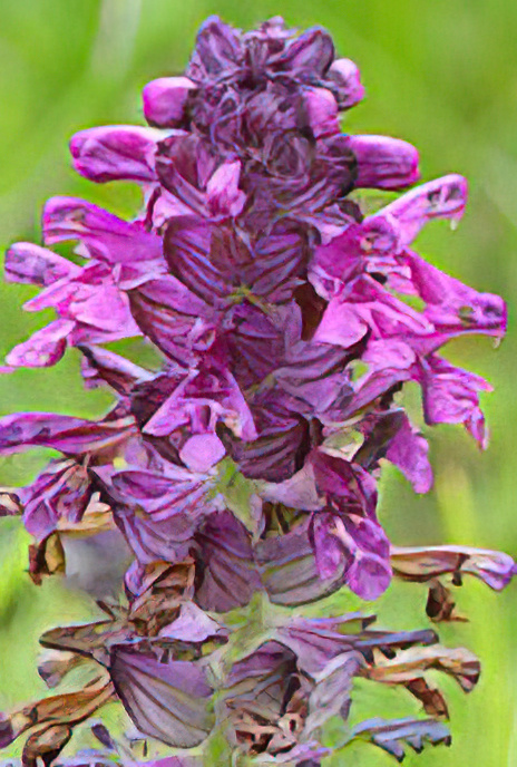 Whorled Lousewort