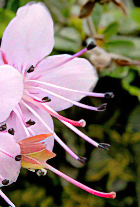 Dwarf Alpenrose