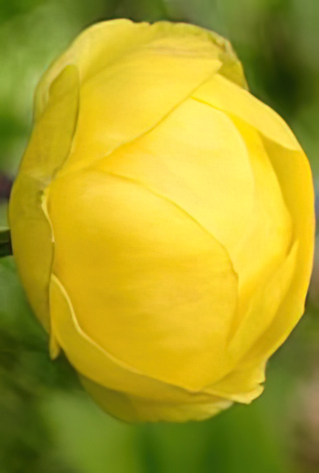 Globe Flower