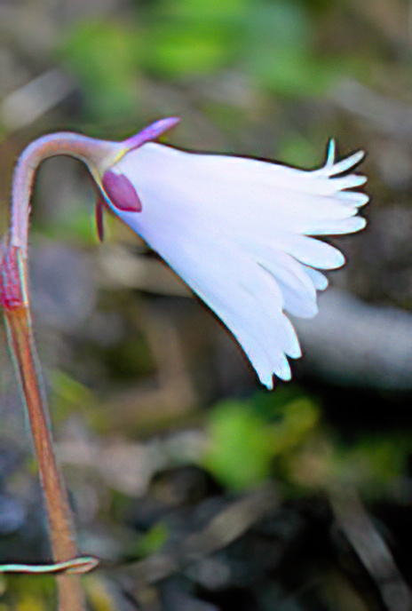 Least Soldanella