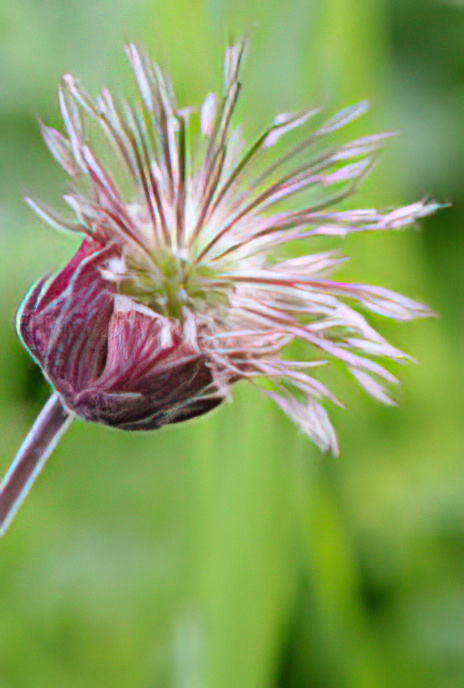 Water Avens