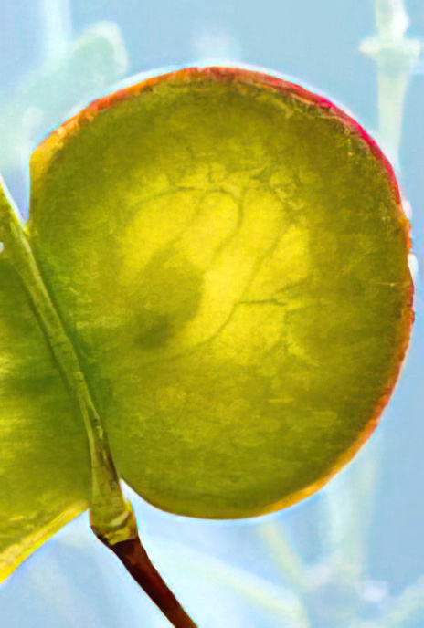 Buckler Mustard (fruit)