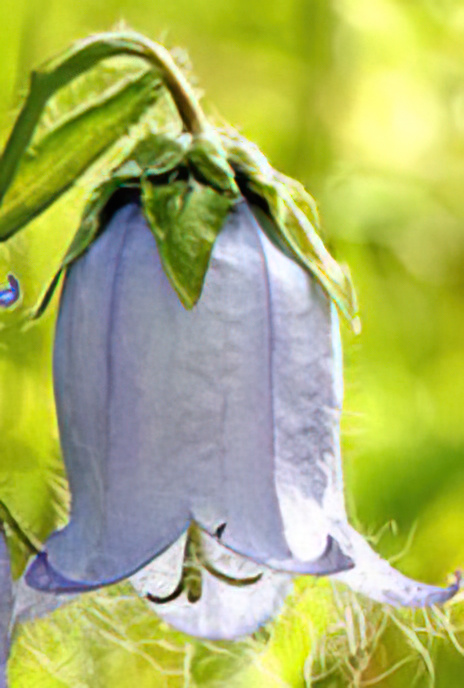 Bearded Bellflower