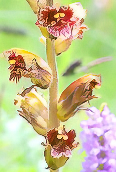 Slender Broomrape