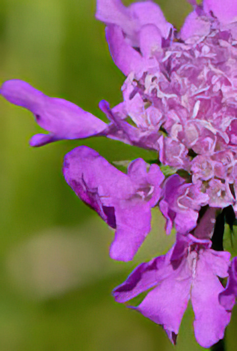 Field Scabious
