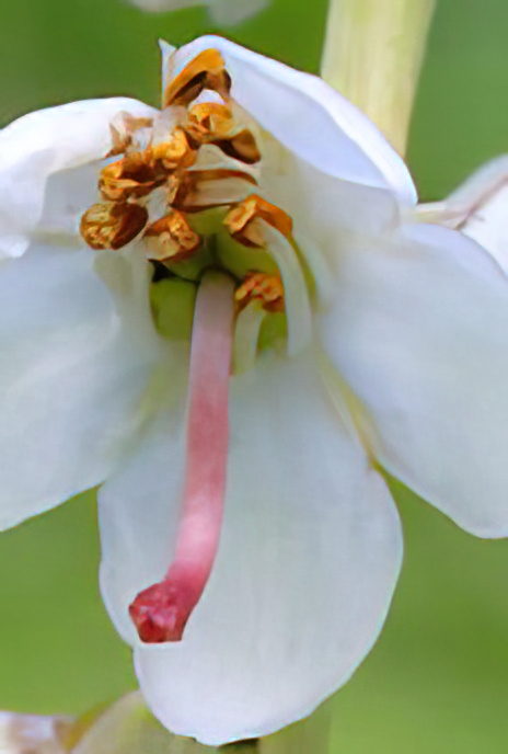 Greater Wintergreen