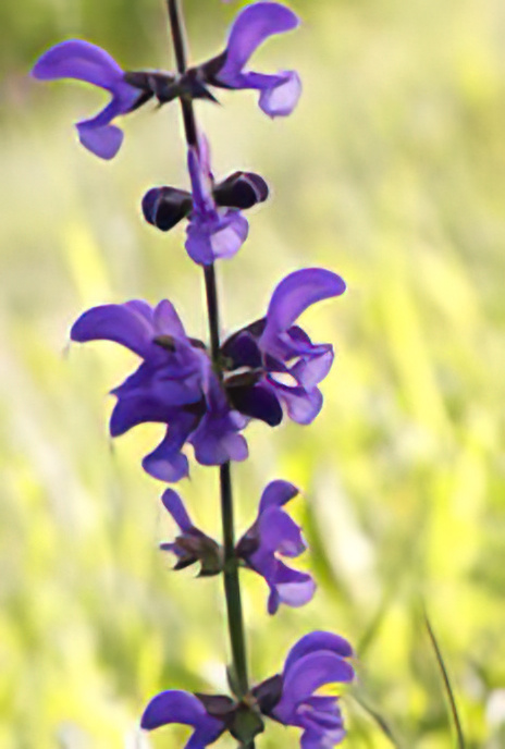 Meadow Clary
