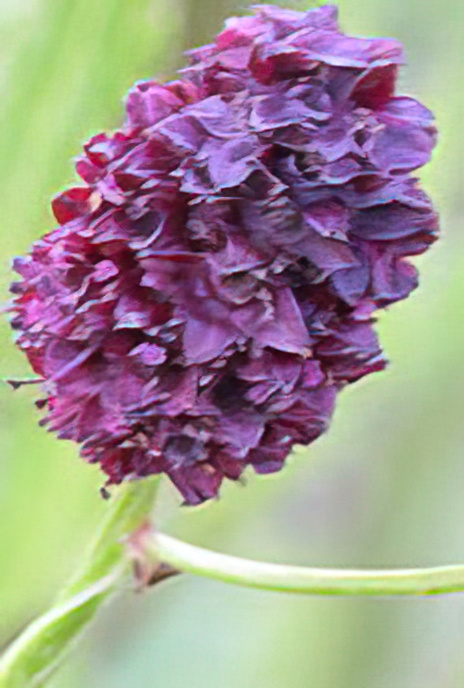Great Burnet