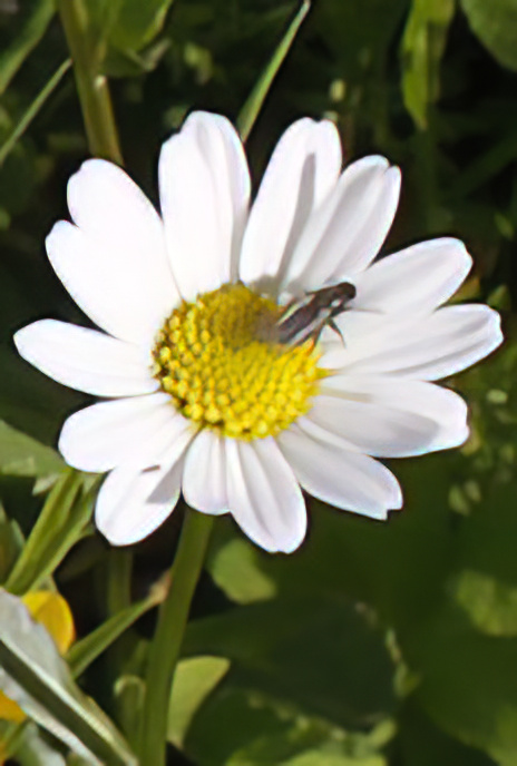 Oxeye Daisy