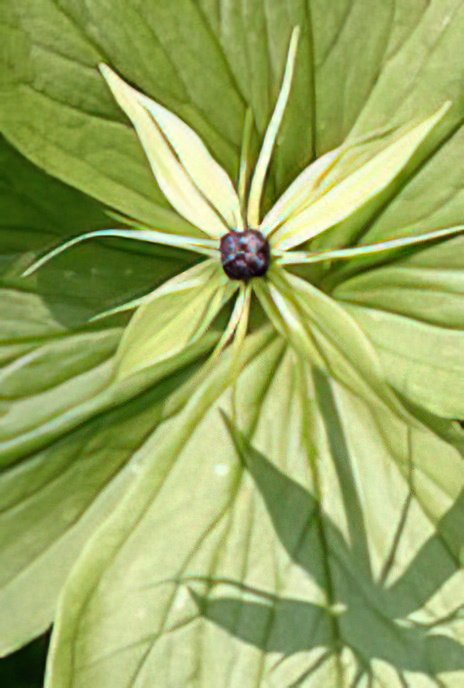 Herb-Paris