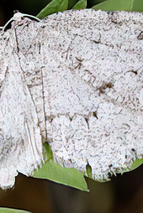 Waved Carpet Moth