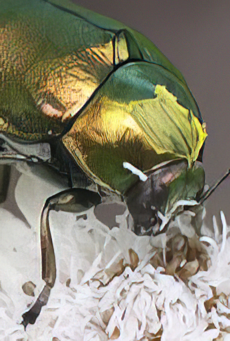 Leaf Beetle