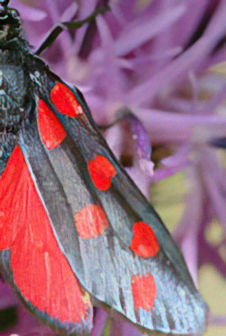 Six-spot Burnet