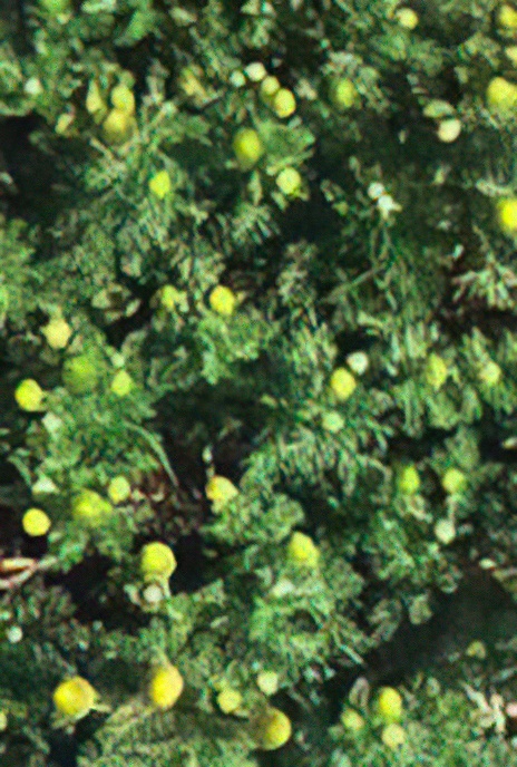 Pineapple Weed