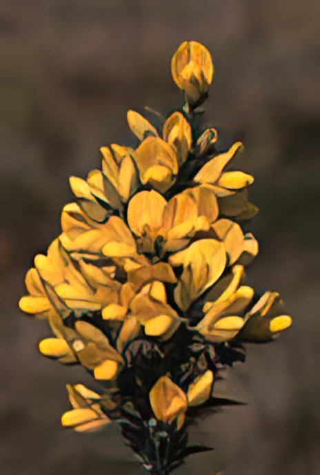 Gorse