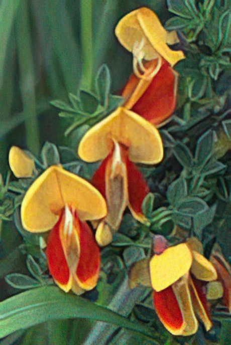 Broom