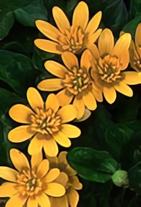 Lesser Celandine