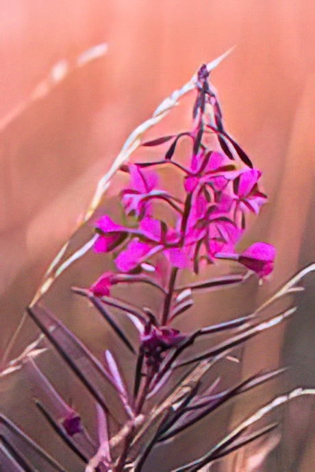 Rosebay Willowherb