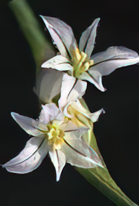 Three-cornered Leek