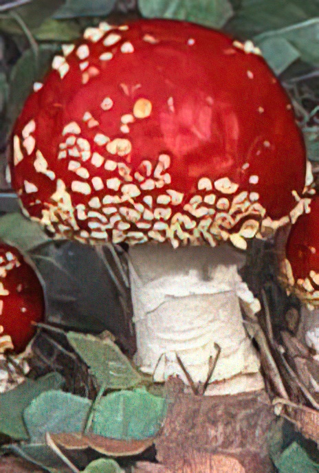 Fly Agaric