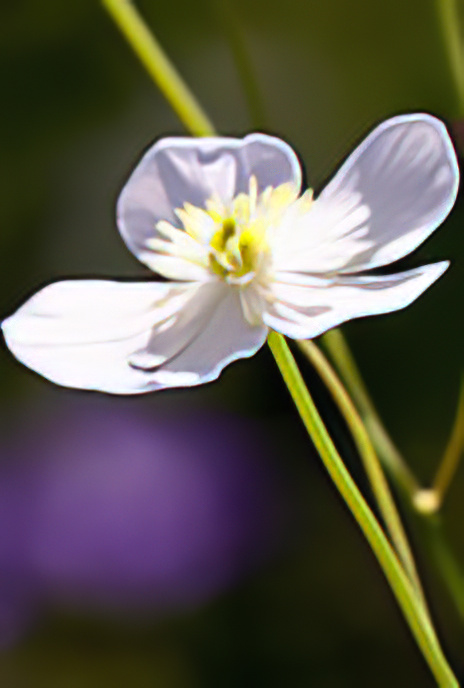 White Buttercup