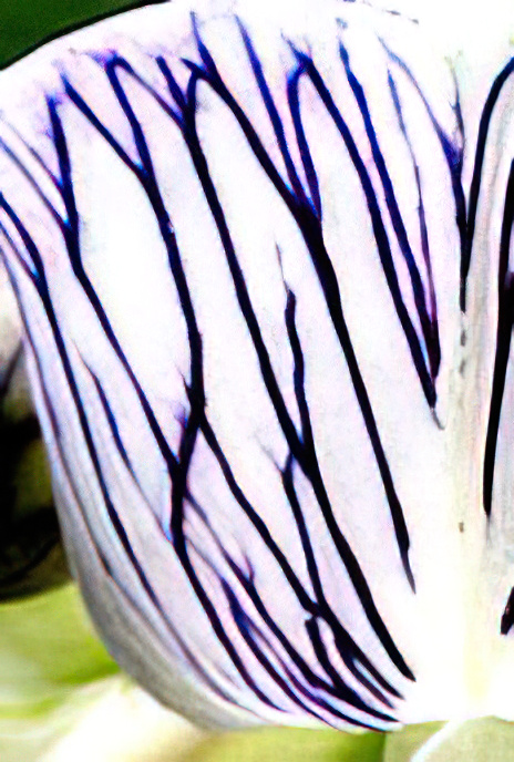 Wood Vetch