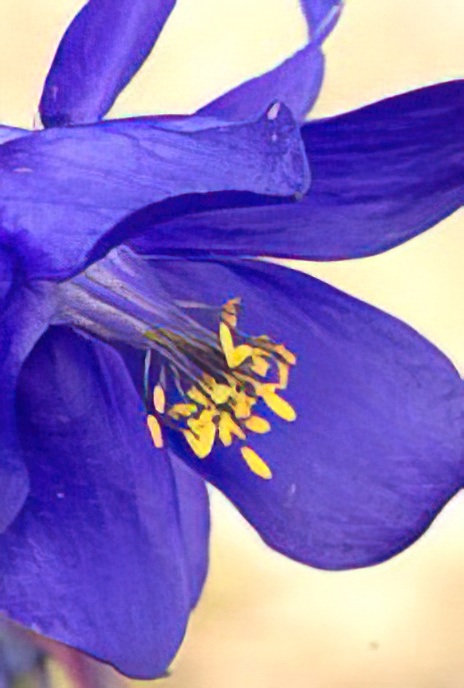 Alpine Aquilegia