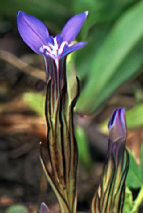 Snow Gentian