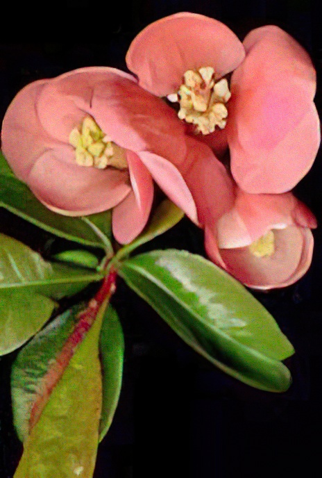Dwarf Quince (escape)