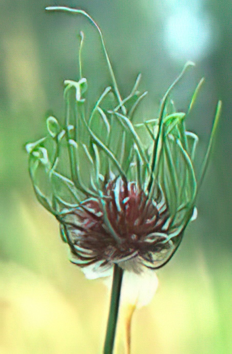 Crow or Wild Garlic