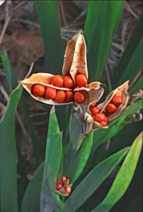Stinking Iris