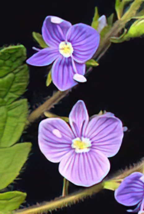 Germander Speedwell