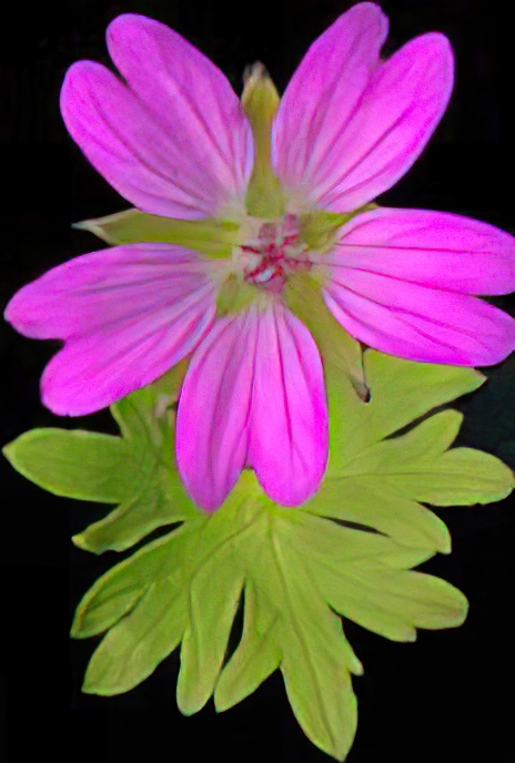 Dove’s-foot Cranesbill
