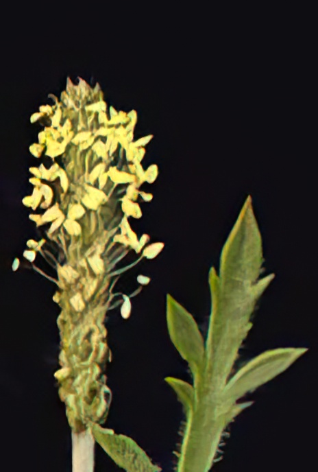 Buck’s-horn Plantain