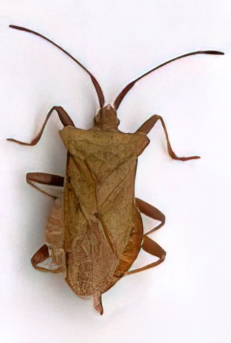 Dock Shield Bug