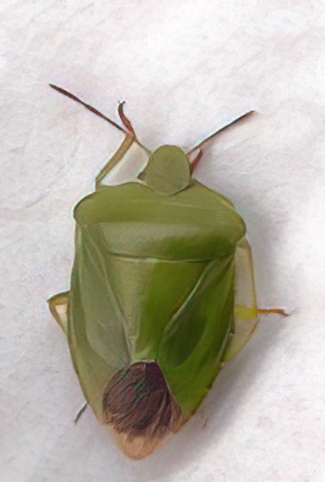 Common Green Shield Bug