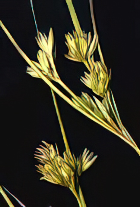 Slender Rush