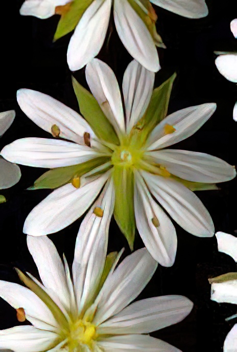 Lesser Stitchwort