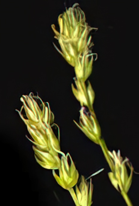 Grey Sedge