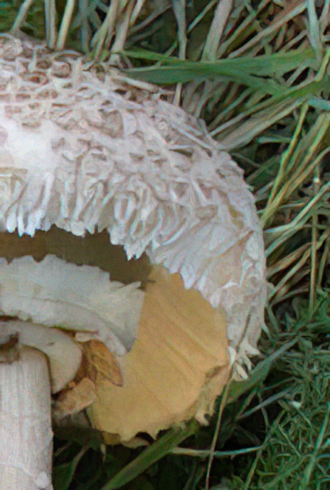 Parasol Mushroom