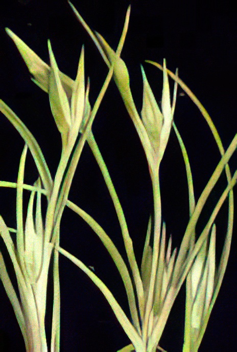 Toad Rush