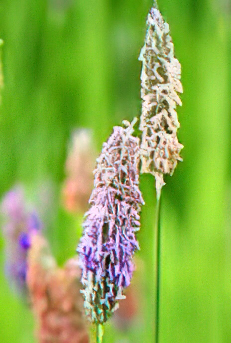 Meadow Foxtail