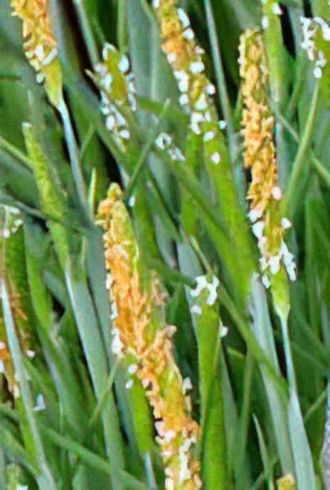 Orange Foxtail