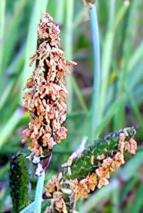 Marsh Foxtail