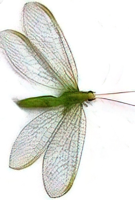 Lacewing