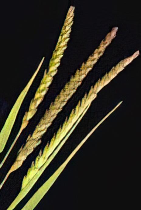 Crested Dog’s-tail