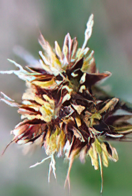 Good-Friday-Grass or Field Wood Rush