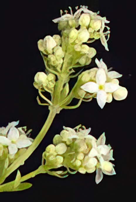 Heath Bedstraw